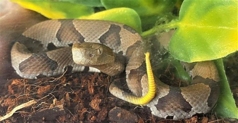 Georgia Homeowners May Spot Young Copperheads Around Yards This September