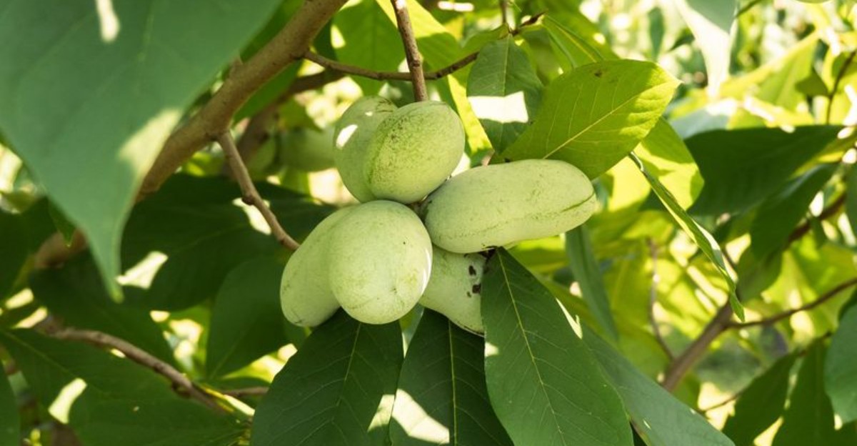 pawpaw fruit on a branch