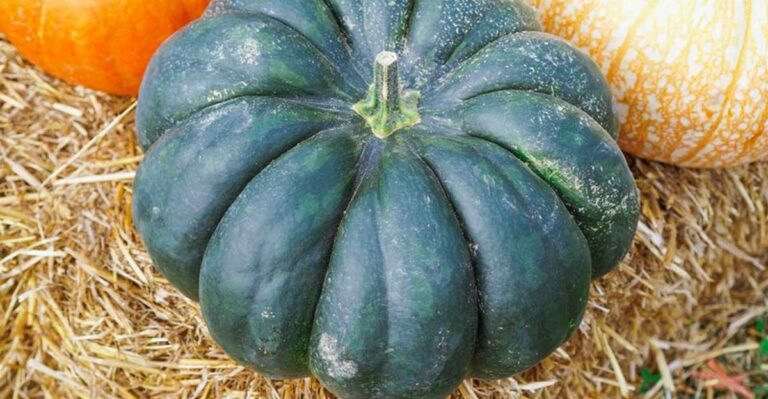 How To Store The Last Ohio Squash And Pumpkins Before Frost