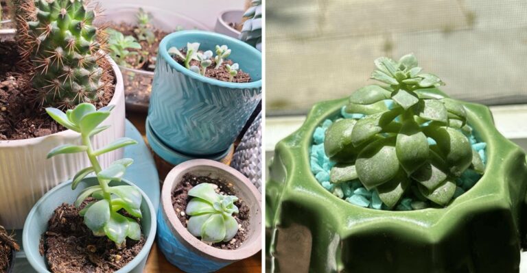 Why California Succulents Stretch And Lose Their Shape Over Time