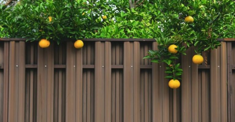 The Kentucky Law That Decides Who Owns Fruit Hanging Over A Fence