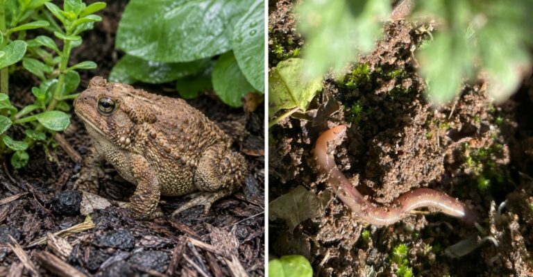 The Meaning Behind Finding More Toads In Your Texas Garden After The Rain