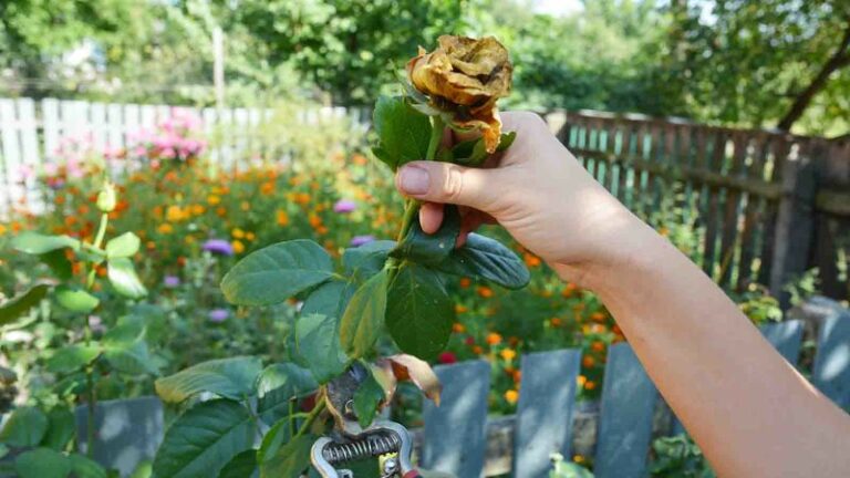 Protect your Wisconsin roses through winter with these 8 steps before the first hard freeze