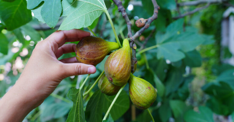 How To Tell When Your Georgia Figs Are Perfectly Sweet And Ready To Pick