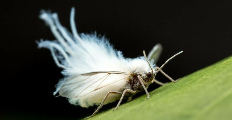 White Fluff Drifting Through Indiana Yards Is Actually Alive