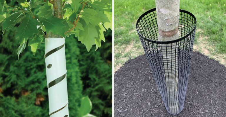 How To Wrap Young Michigan Trees To Keep Rabbits And Voles Away This Winter
