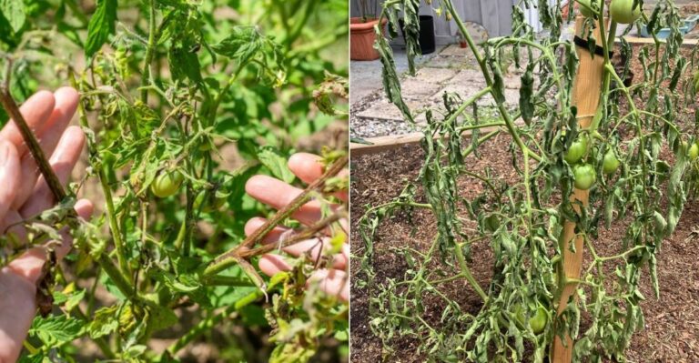 Why California Tomato Plants Are Struggling To Recover From This Summer’s Heat