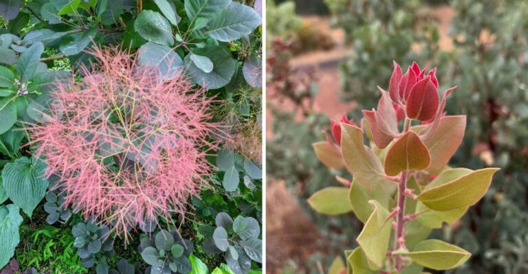 8 California Shrubs That Can Add Fall Color Without Heavy Watering