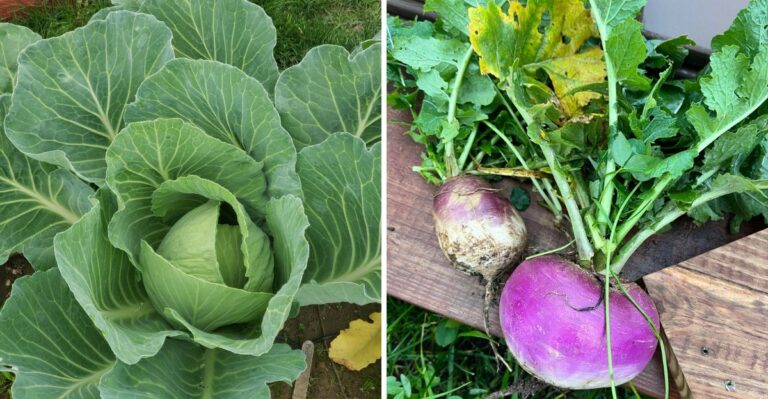 The Cool-Weather Vegetables Florida Gardeners Can Start Sowing Now