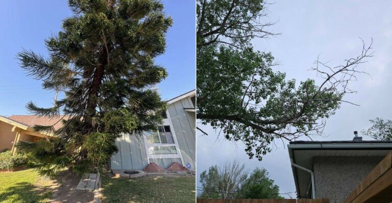 Can You Legally Remove A Declining Tree That Overhangs Your Oregon Property?