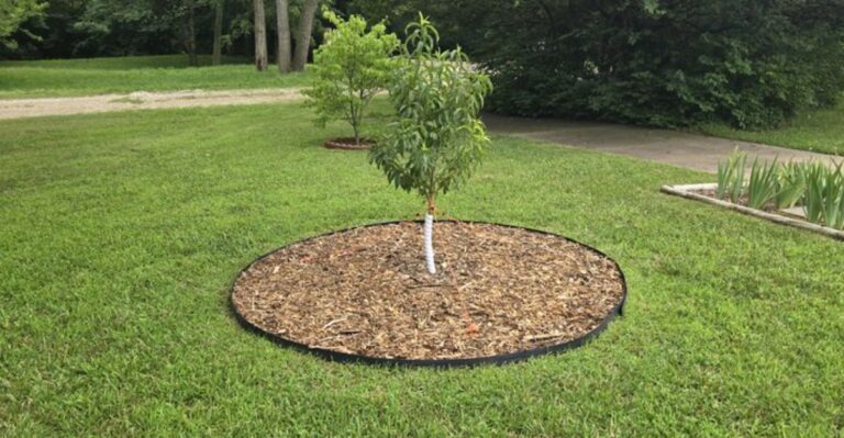 young tree planted on the lawn
