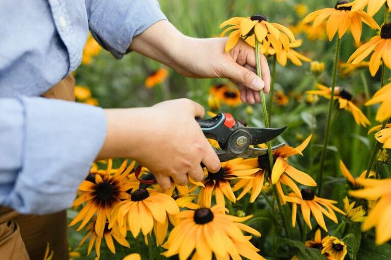 9 Wisconsin perennials you cut back now so next spring’s growth comes in clean
