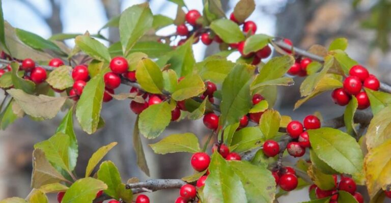 This Georgia Native Shrub Starts Producing Bright Red Berries As Summer Ends