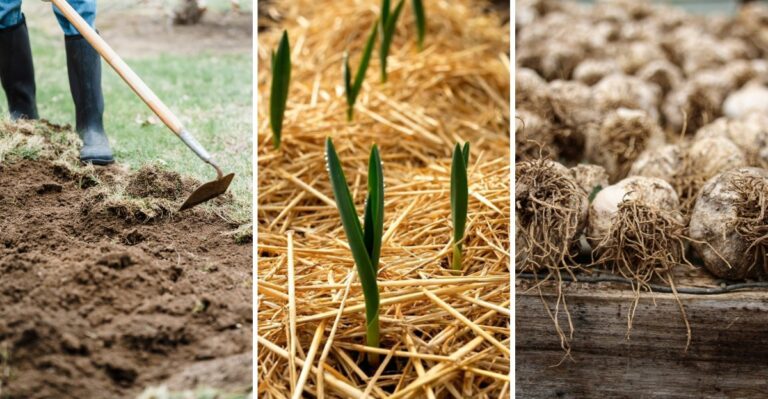 Iowa Gardeners Are Opening A Narrow Fall Window To Get Garlic Cloves In The Ground