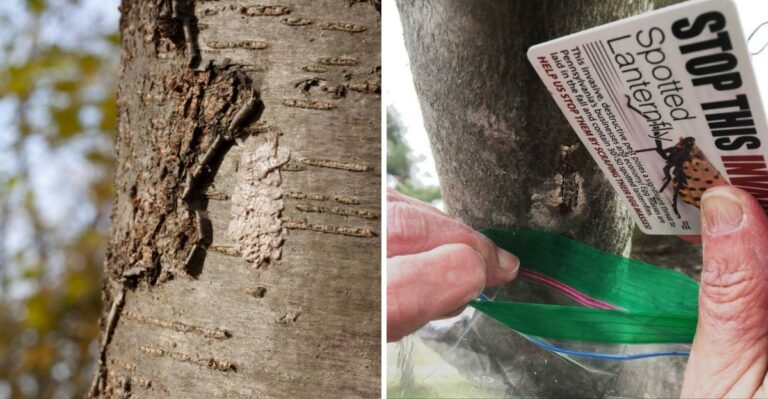 How To Scrape Spotted Lanternfly Egg Masses Off Ohio Trees This Fall