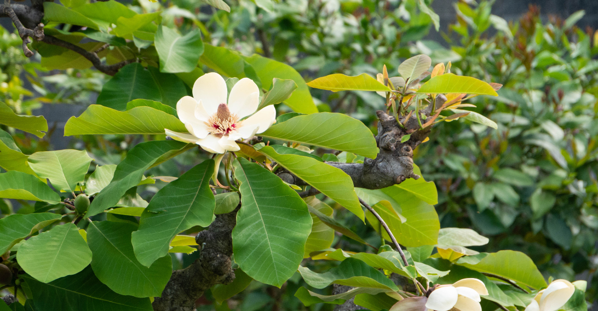 tree (featured image)
