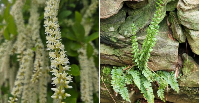 Georgia Native Plants That Slow Runoff On Sloped Yards During Heavy Weekend Downpours
