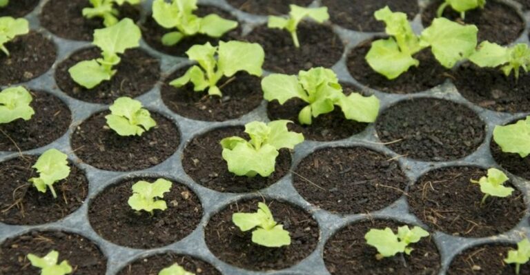The Last Window To Sow Fall Lettuce And Spinach In Southern Illinois Closes Soon