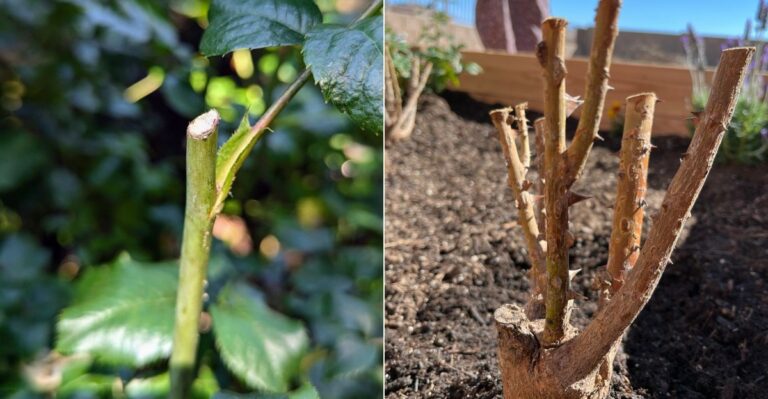 What Happens If You Prune Oregon Roses Right Before The First Frost?