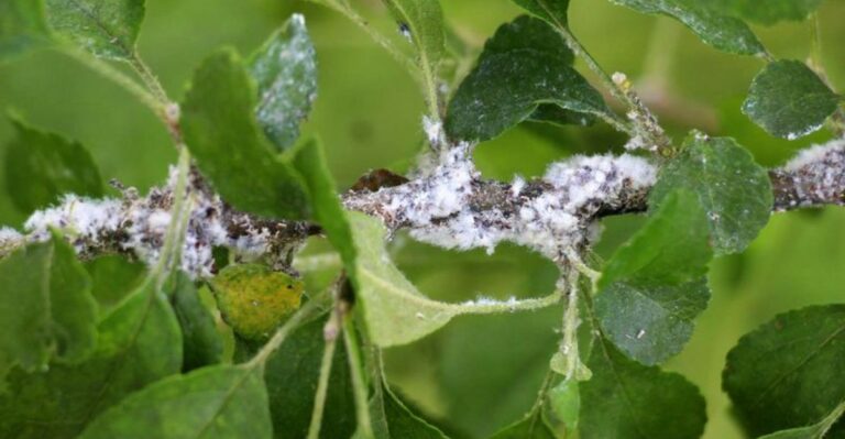 The White Specks Drifting Across Kentucky Yards Are Not Seeds