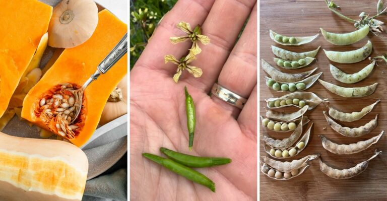 10 Vegetable Seeds Worth Saving From Your Garden This Fall