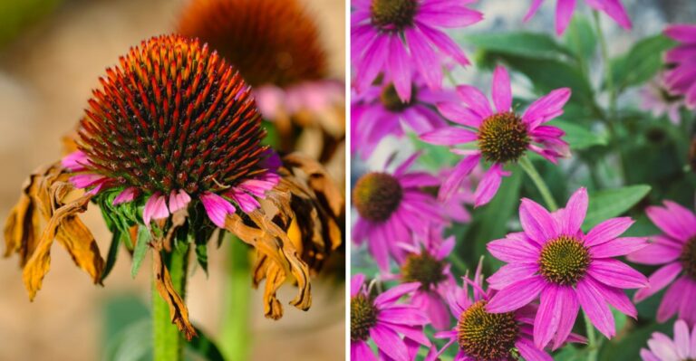 8 Coneflower Care Mistakes That Are Hurting Your Blooms