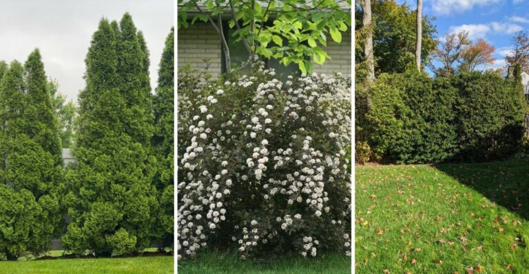 8 New York Native Shrubs That Grow Denser Every Year