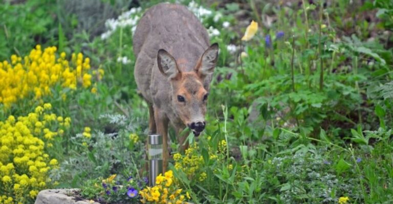 7 Pennsylvania Flowers That Deer Walk Right Past Even In A Hungry Fall