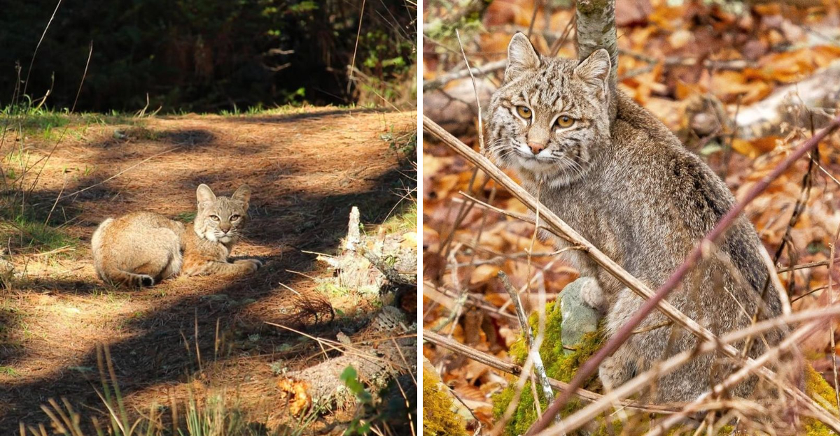 Bobcat in yard