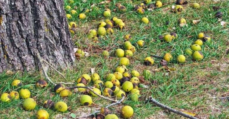 Don’t Let Fallen Fruit Sit In Your North Carolina Garden This Fall