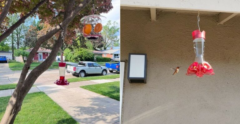 Places You Should Never Hang A California Hummingbird Feeder