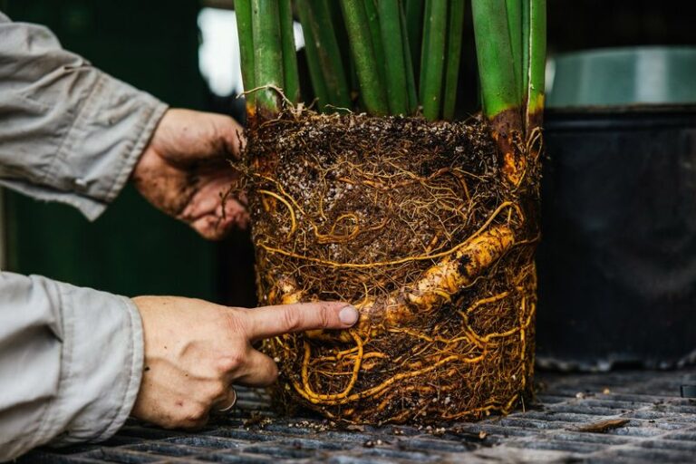 Before You Buy Another Snake Plant, Try This Trick To Split One Into Many In Arizona