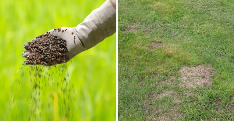 The Texas Lawn Fertilizer Mistakes Most Homeowners Make In September