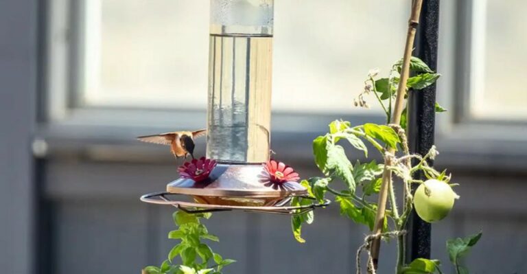 How Michigan Gardeners Can Prepare Bird Feeders For Fall Migration