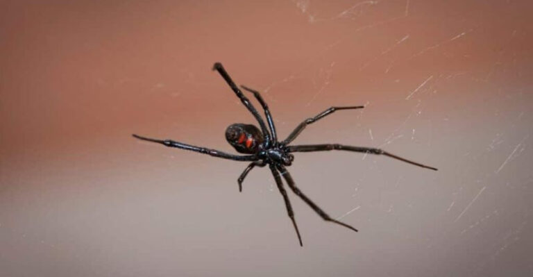 black widow
