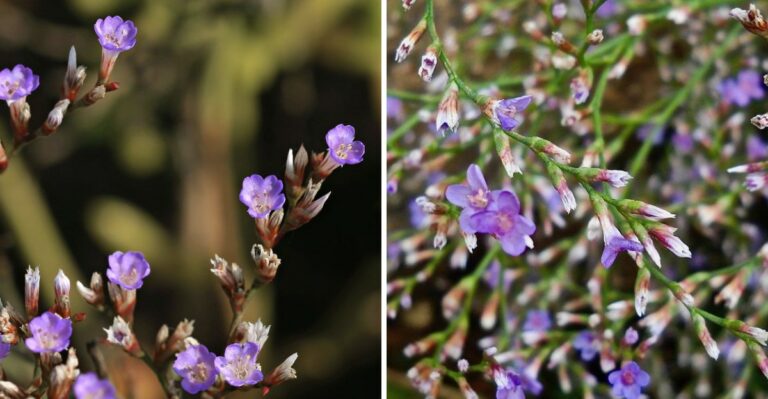 A Rare Purple Wildflower Is Blooming Along New Jersey’s Salt Marshes As Summer Fades
