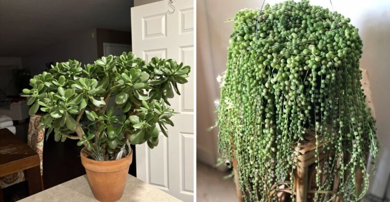Succulents That Are Nearly Impossible To Harm In California Homes
