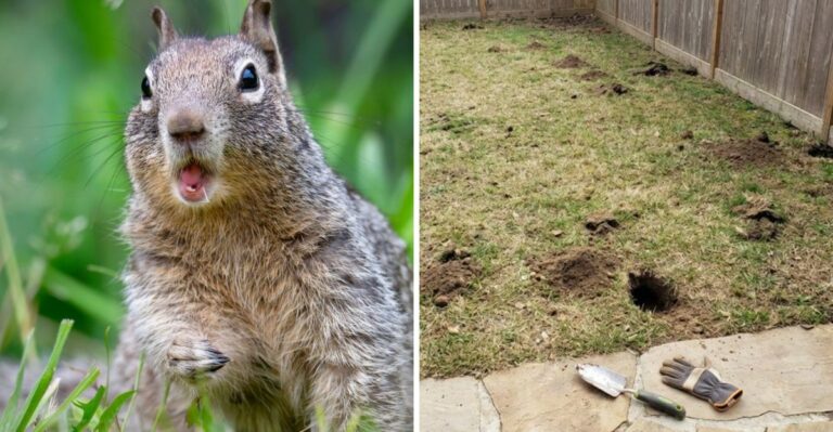 Why California Ground Squirrels Are Digging More Right Before October