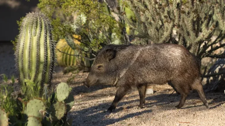What It Means When A Javelina Keeps Showing Up In Your Arizona Yard