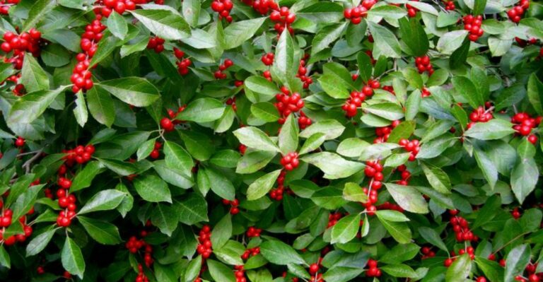 This Native Pennsylvania Shrub Produces Fall Fruit Migrating Birds Depend On