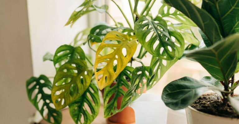 The Yellow Warning Showing Up On Houseplants Across New Jersey