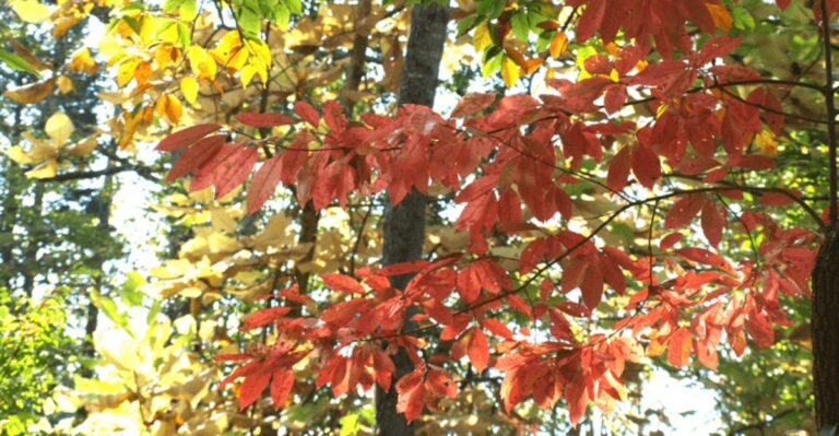 Yes, Florida Gets Fall Color – You Just Need The Right Trees