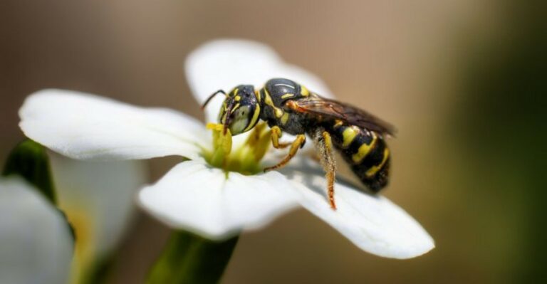 yellowjacket on a white flower