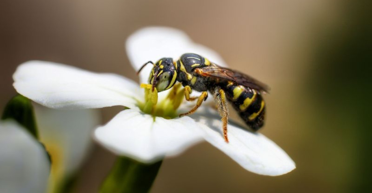 yellowjacket on a white flower