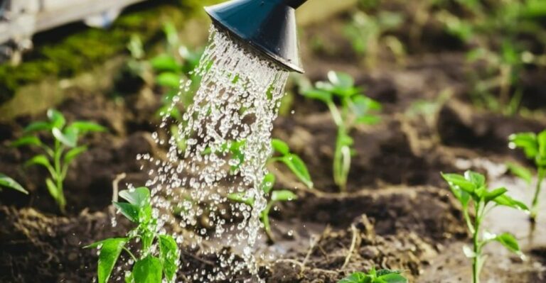 Does Watering Before A Freeze Really Help Protect North Carolina Garden Plants