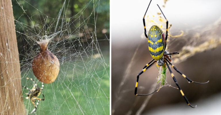Garden Spiders Are Building Webs Across Georgia Porches And That’s A Good Sign