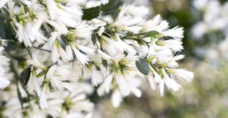 What It Means When Groundsel Trees Along New Jersey Marshes Look Dusted With Snow In Fall