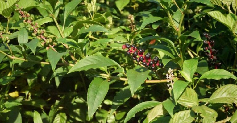 Purple Berries Dangling From Tall Magenta Stems In Missouri Yards Deserve A Closer Look
