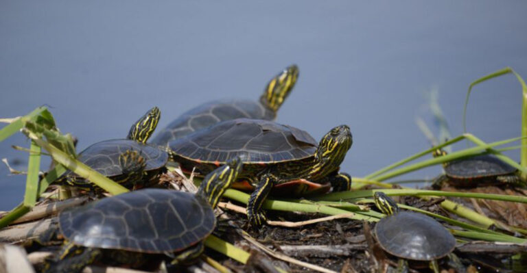 The Minnesota Turtle Species Quietly Burrowing Into Pond Mud Before Winter Sets In