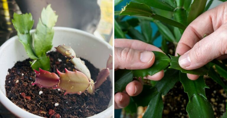 Easy Ways To Bring Your Texas Christmas Cactus Back To Life